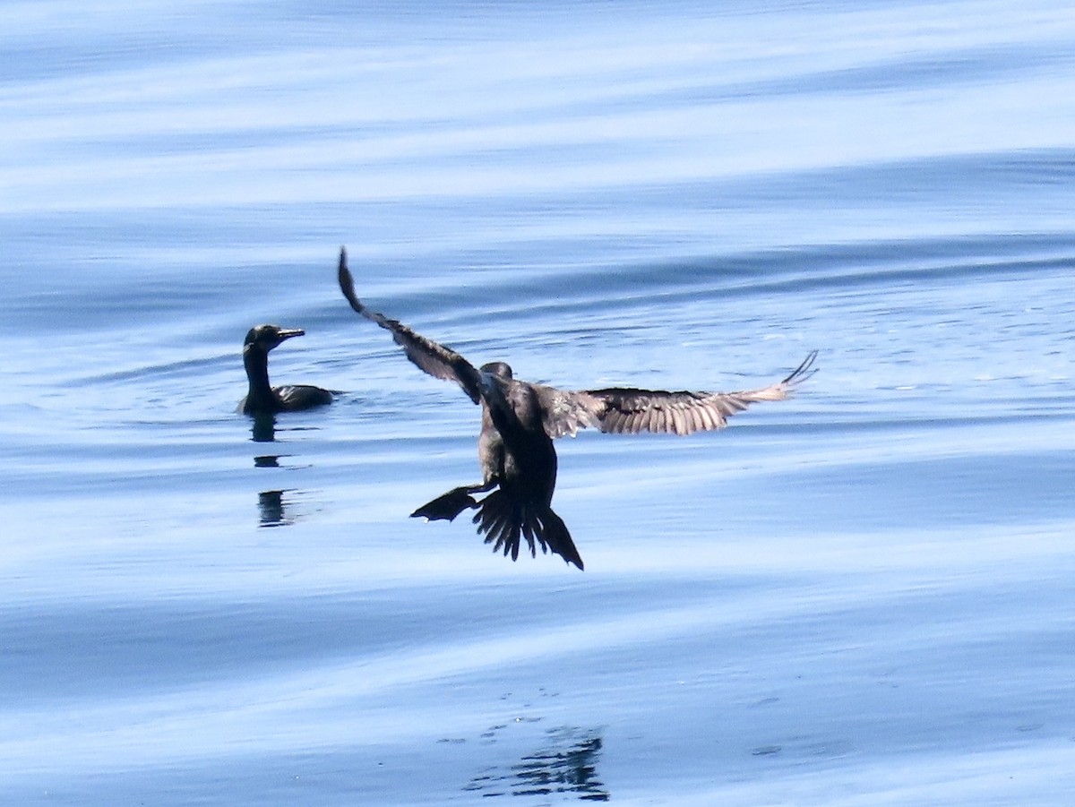 Double-crested Cormorant - ML632631869