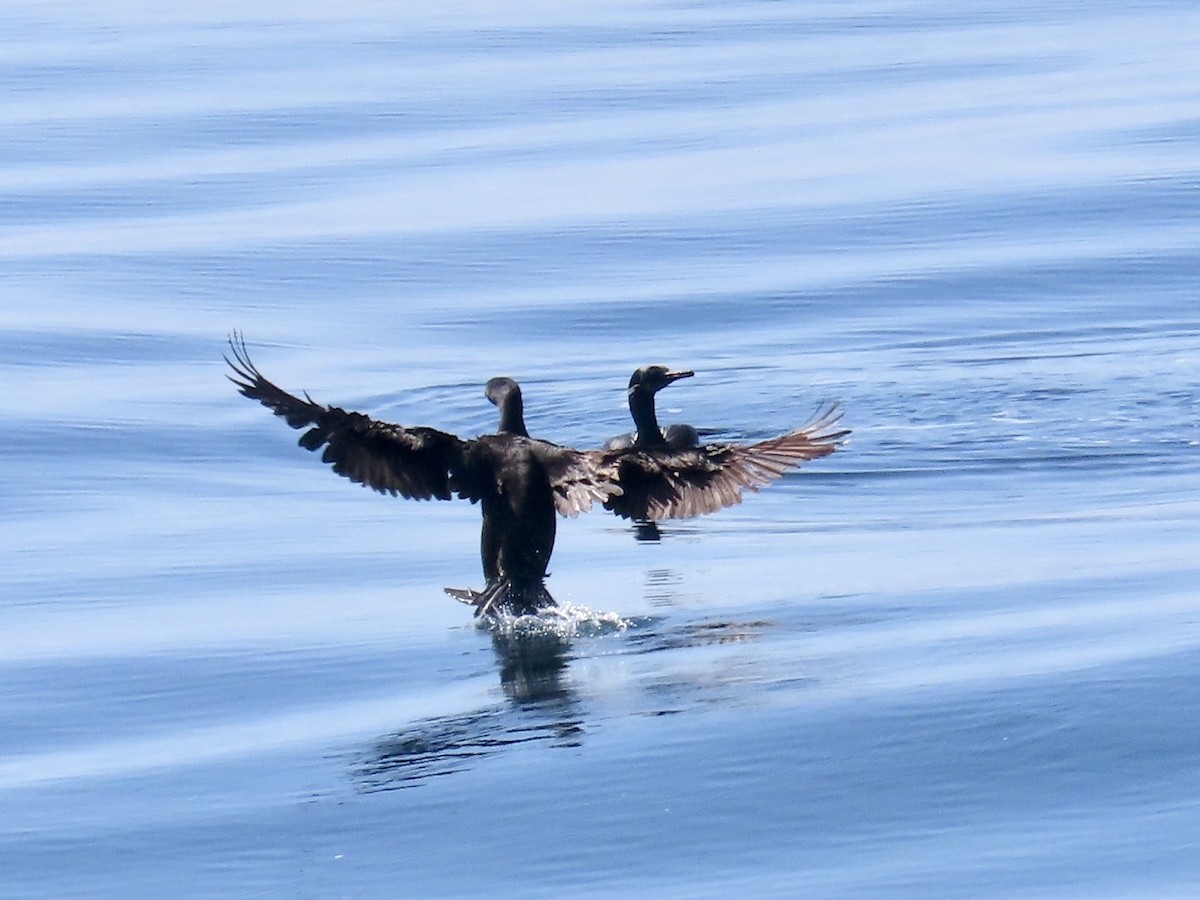 Double-crested Cormorant - ML632631870