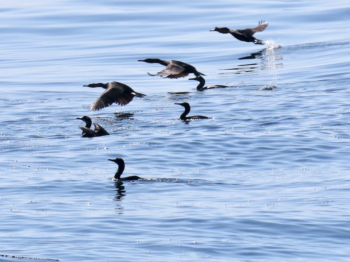 Double-crested Cormorant - ML632631871