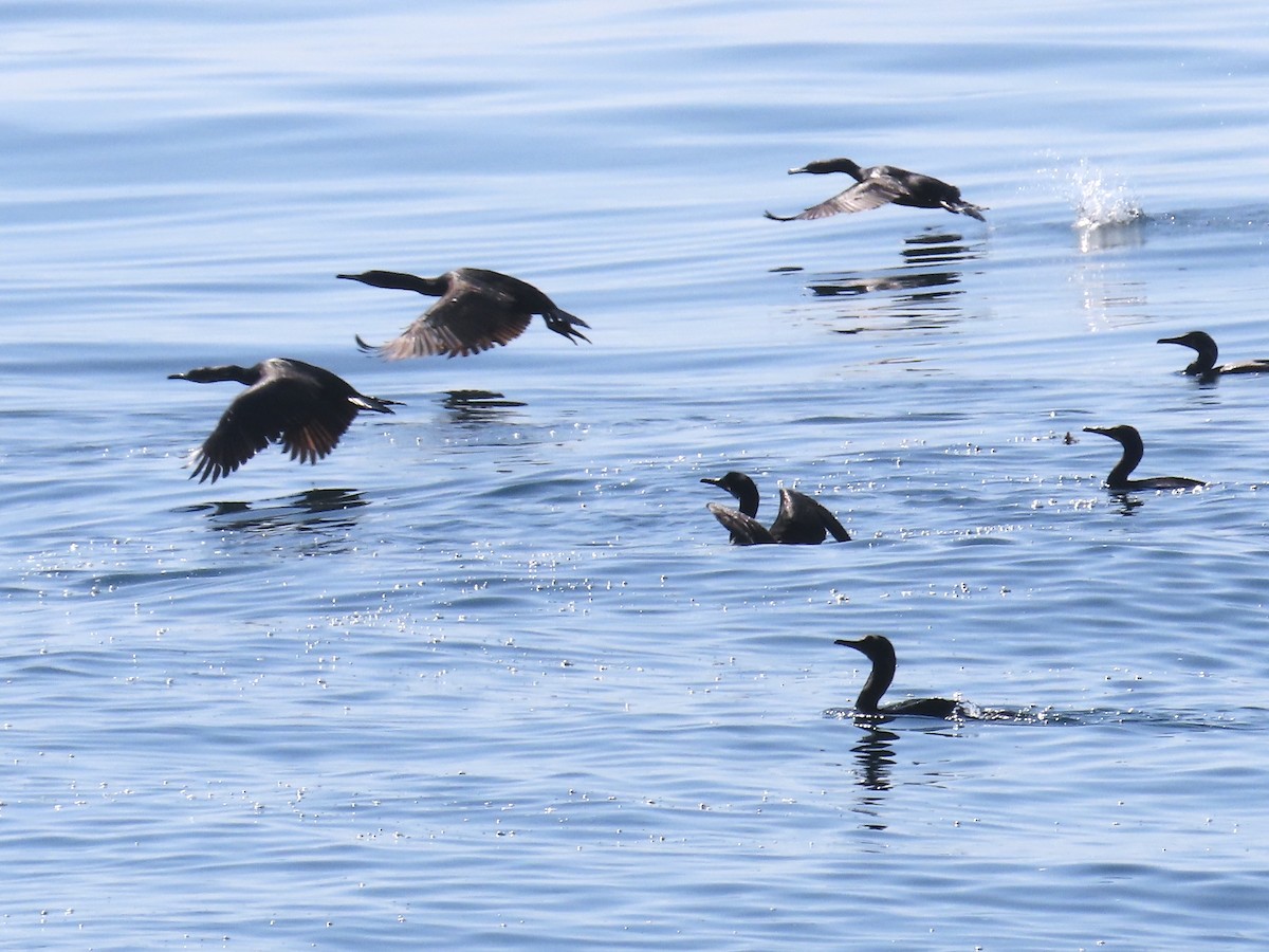 Double-crested Cormorant - ML632631873