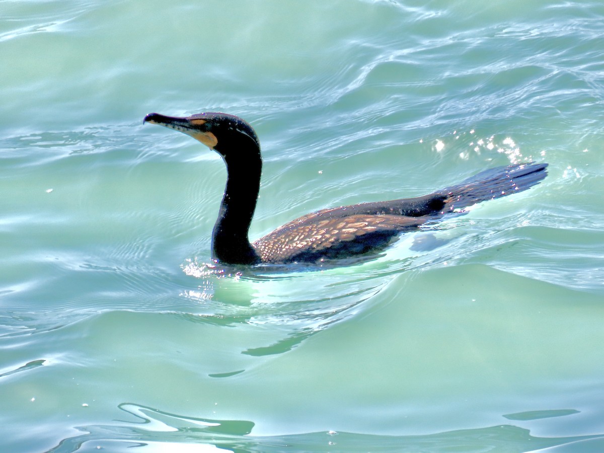 Double-crested Cormorant - ML632631874