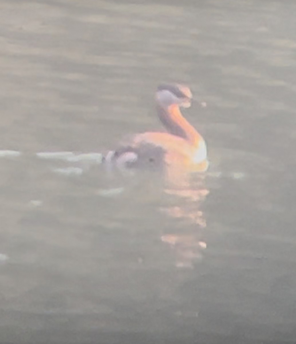 Red-necked Grebe - ML632631892