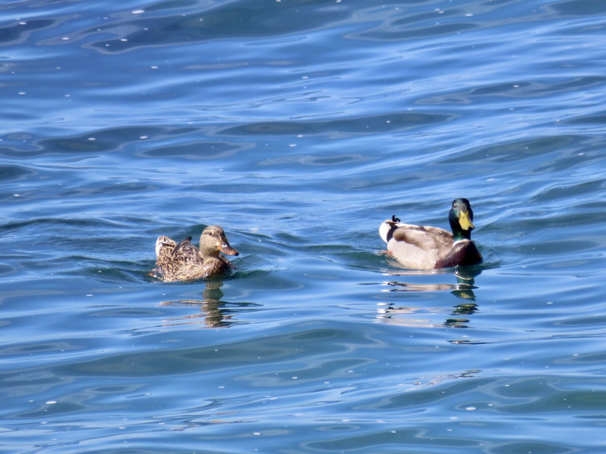 Mallard - ML632631911