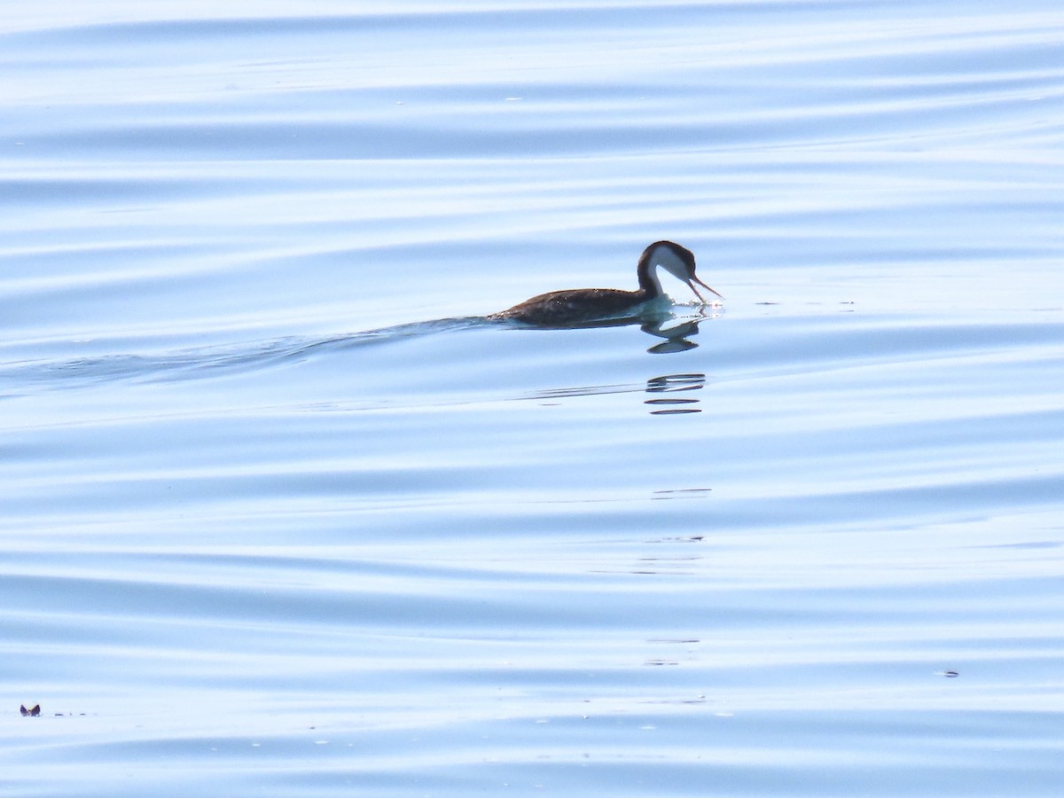 Western Grebe - ML632631927