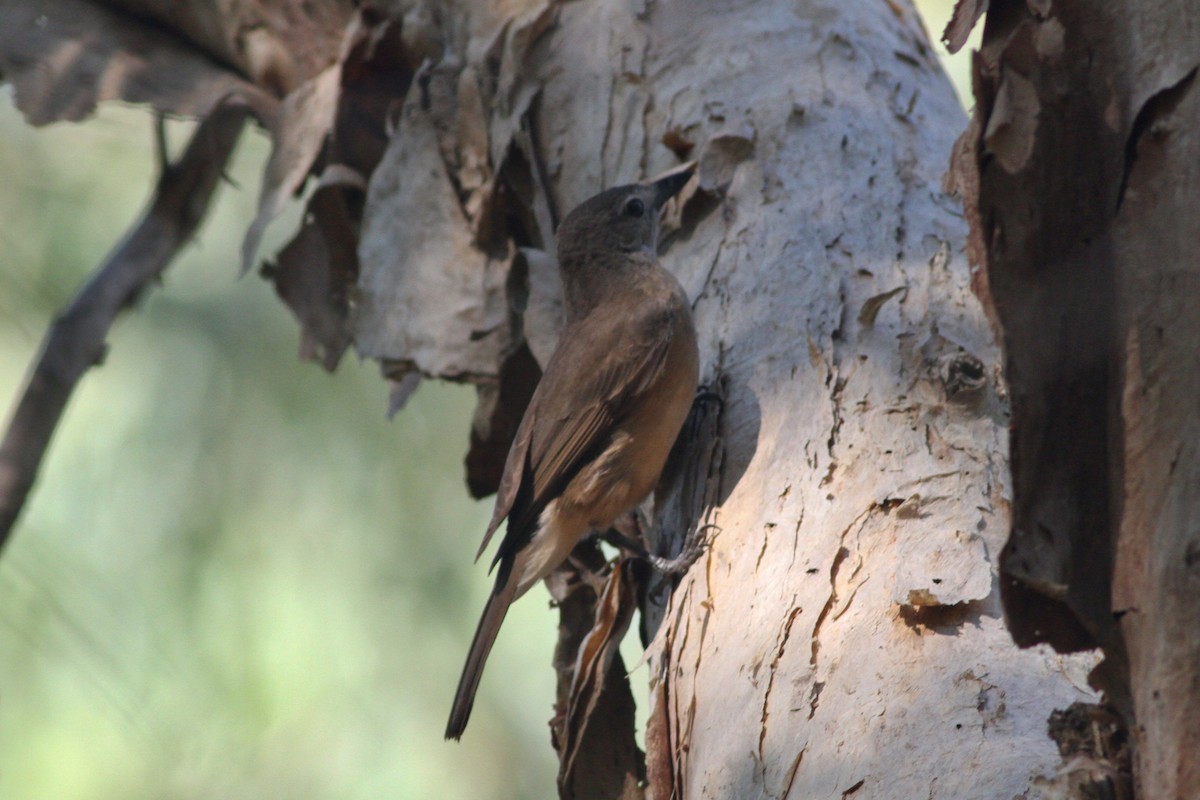 Arafura Shrikethrush - ML632631936
