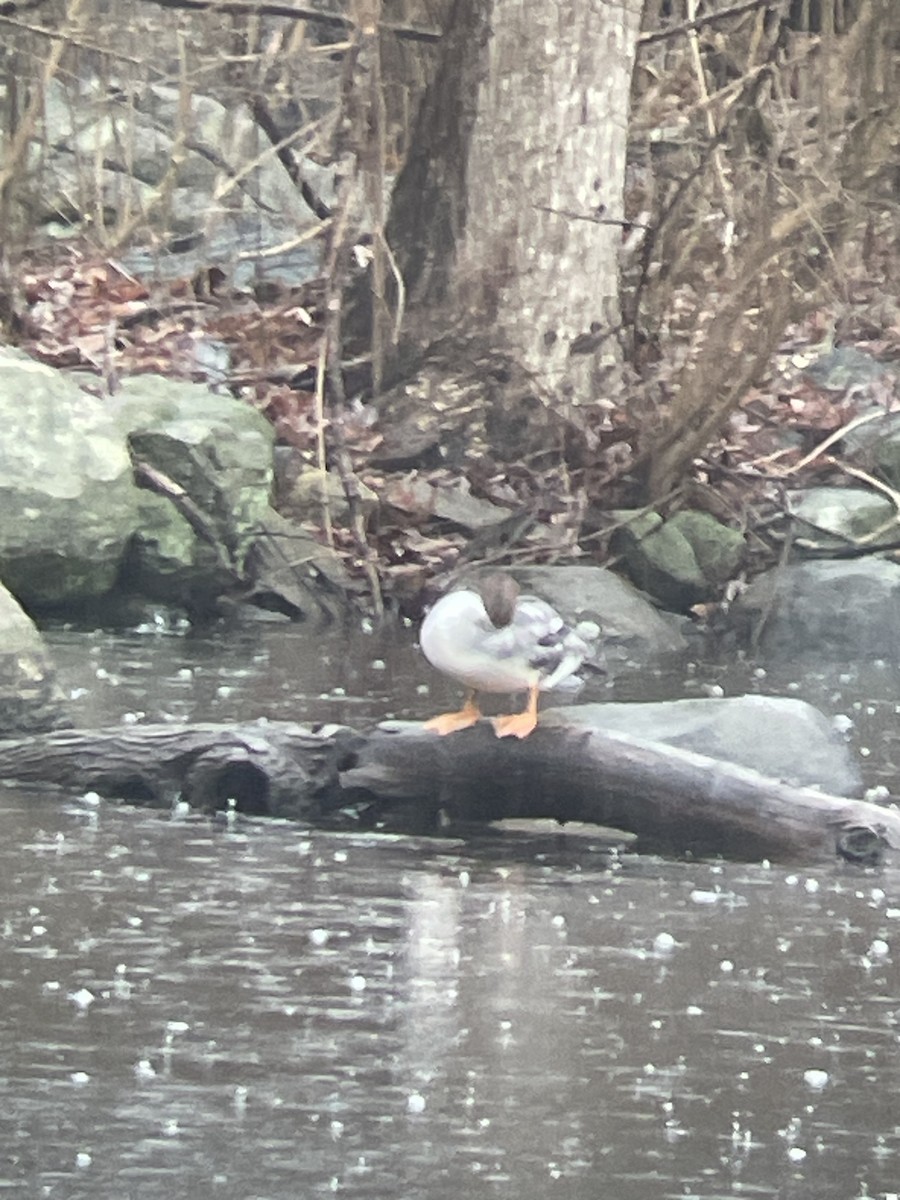 Common Merganser - ML632632119