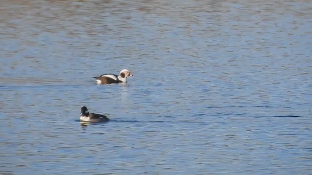 Long-tailed Duck - ML632632120