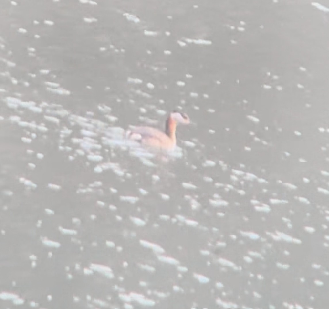 Red-necked Grebe - ML632632126