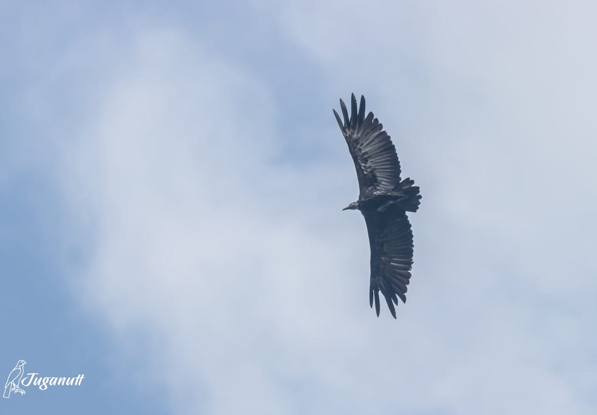 Hooded Vulture - ML632632130