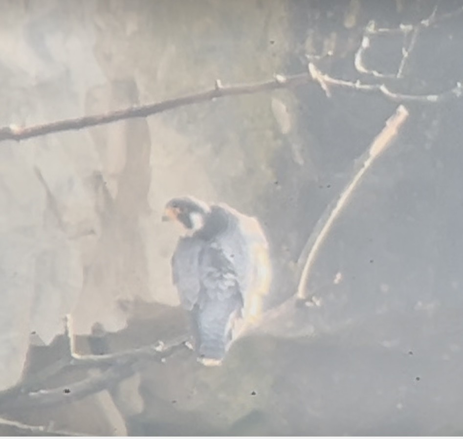 Peregrine Falcon - ML632632142