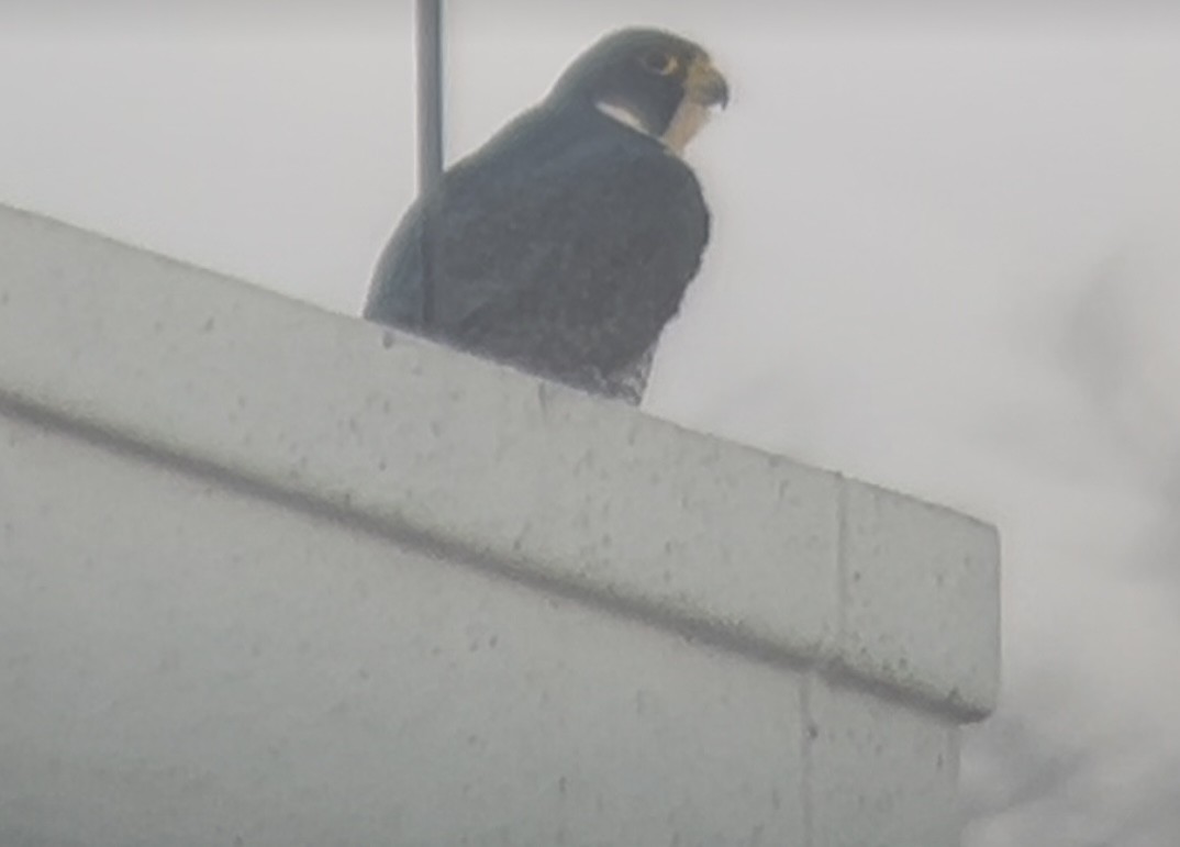 Peregrine Falcon - ML632632145