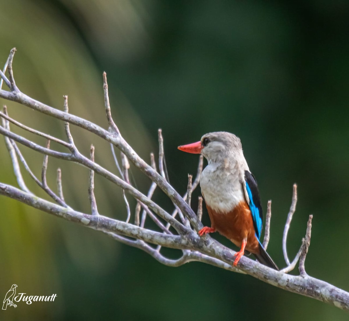 Gray-headed Kingfisher - ML632632148
