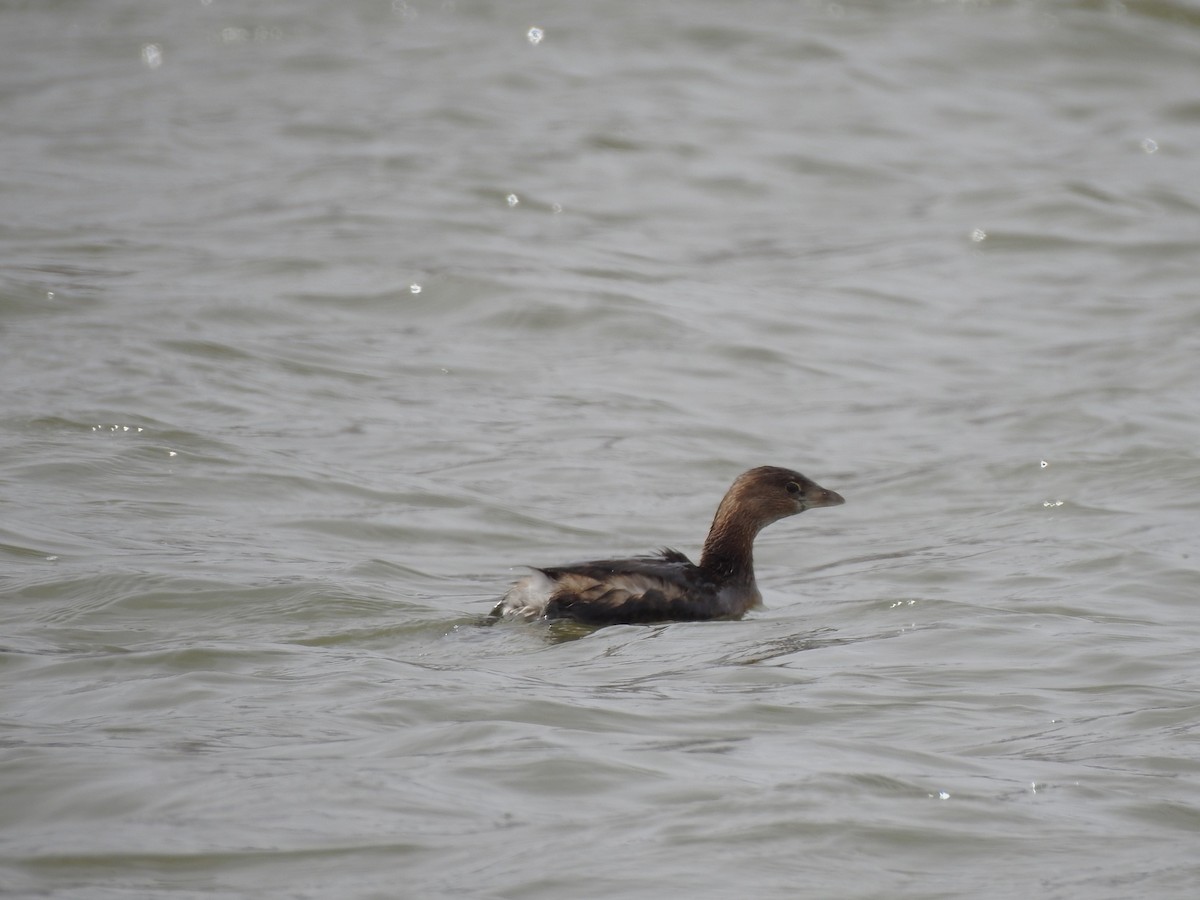 Pied-billed Grebe - ML632632208