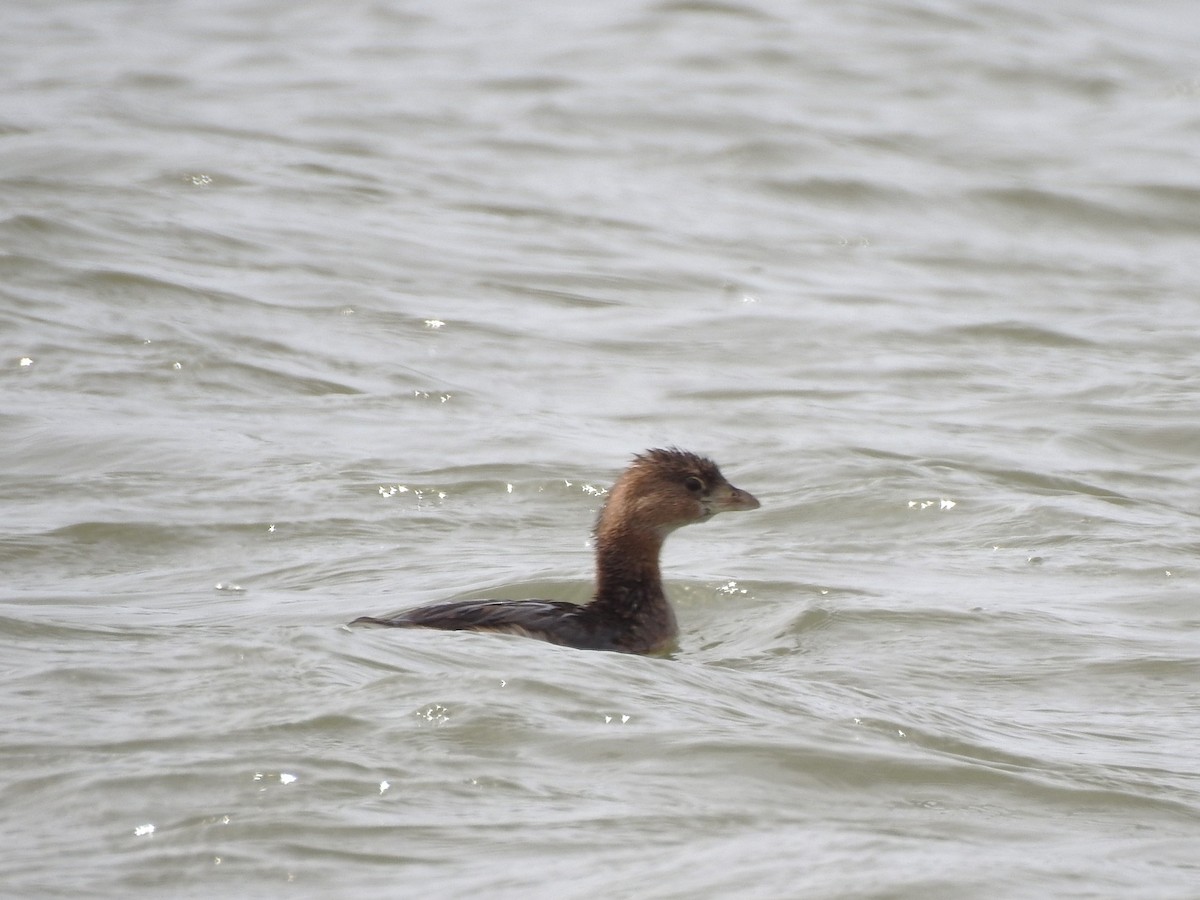 Pied-billed Grebe - ML632632217