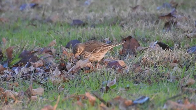 American Pipit - ML632632356