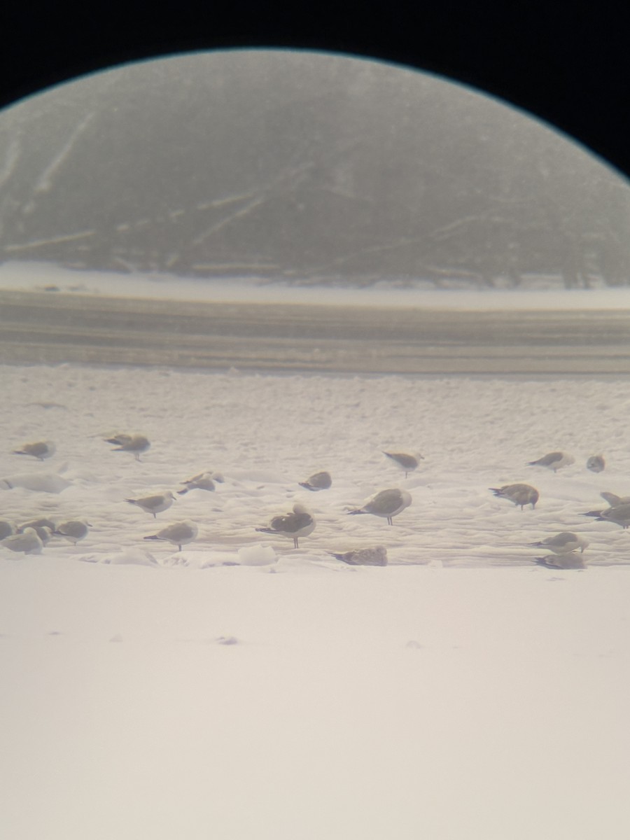 American Herring x Great Black-backed Gull (hybrid) - ML632632424