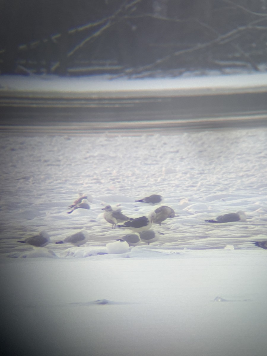 American Herring x Great Black-backed Gull (hybrid) - ML632632425