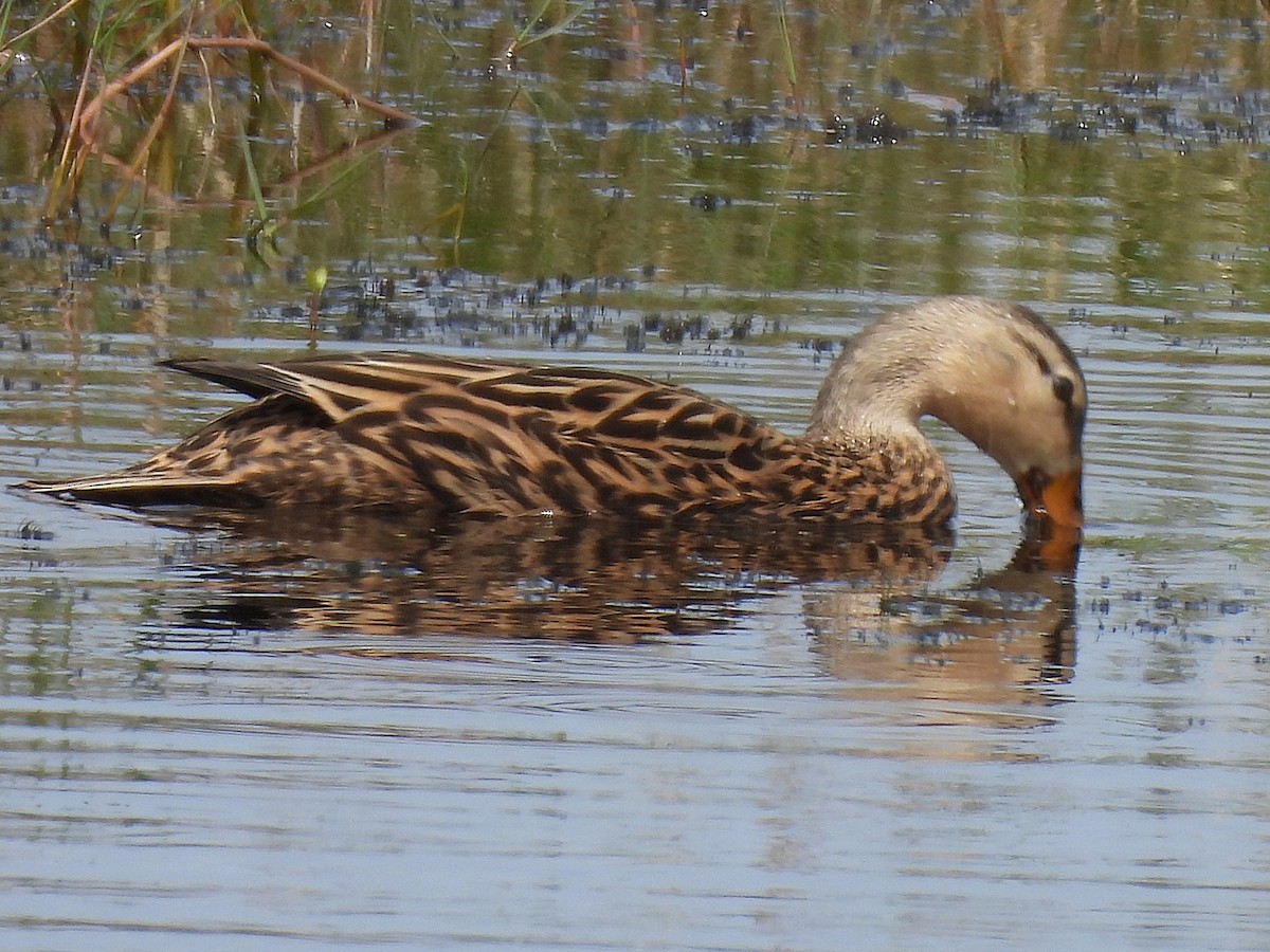 Mottled Duck - ML632632479