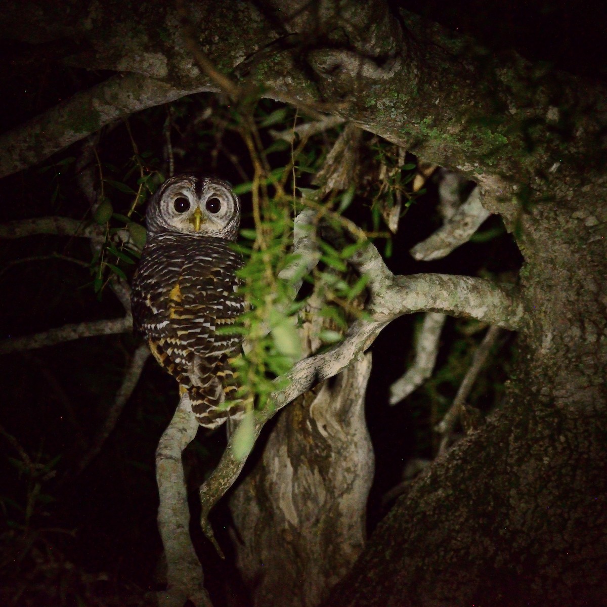 Chaco Owl - ML632632499