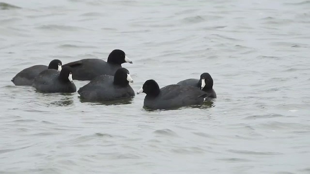 American Coot (Red-shielded) - ML632632546