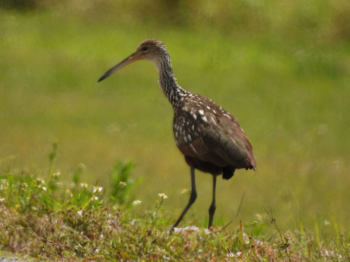 Limpkin - ML632632557