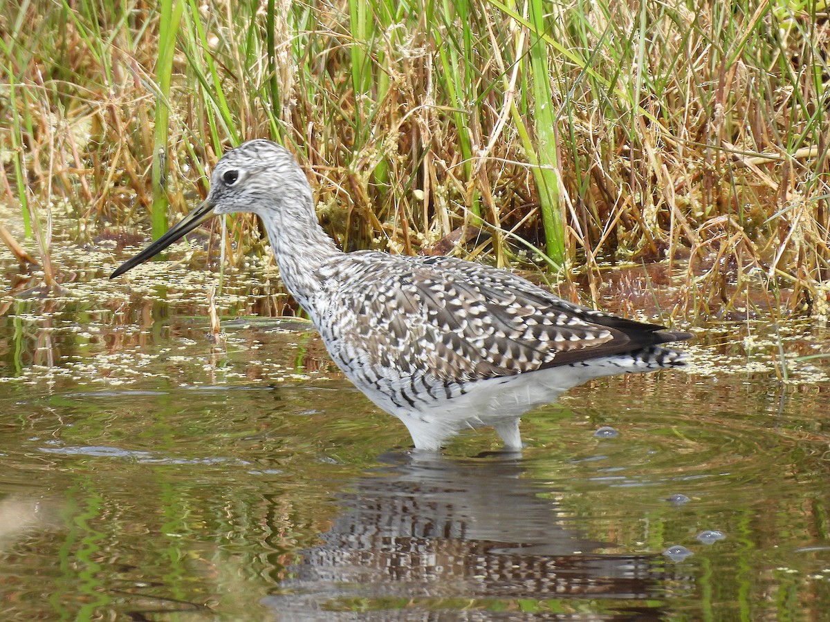Greater Yellowlegs - ML632632597