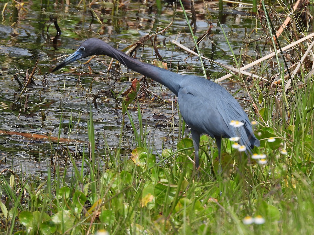 Little Blue Heron - ML632632644