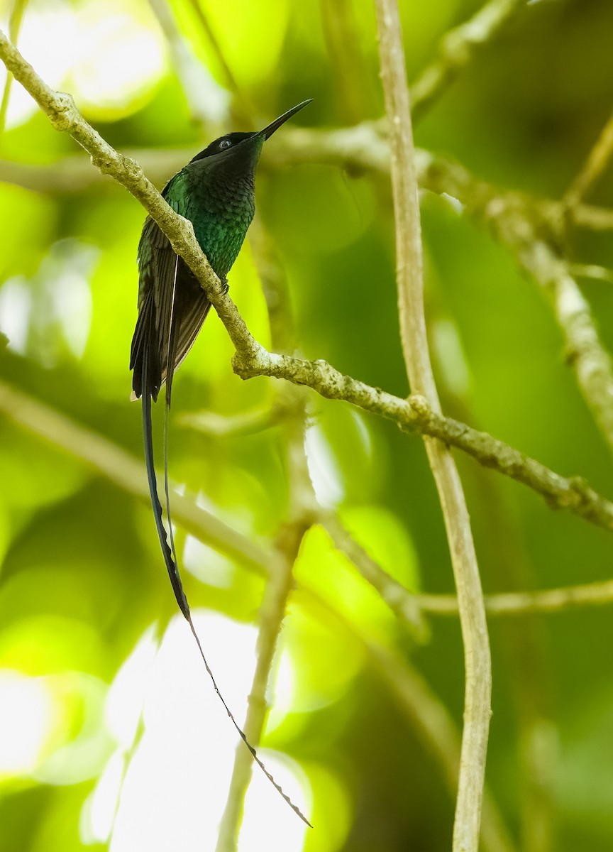 Black-billed Streamertail - ML632632645