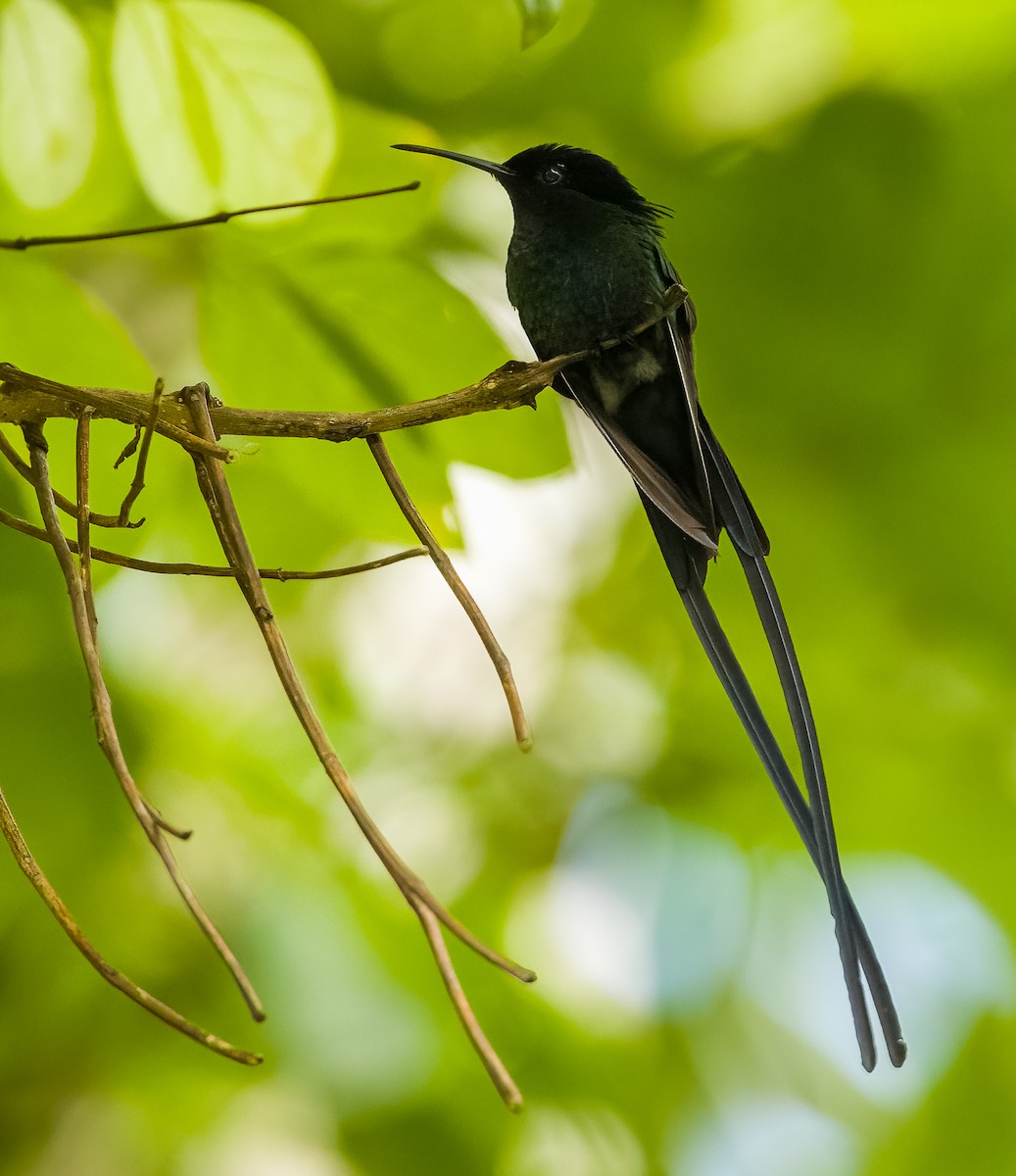 Black-billed Streamertail - ML632632646