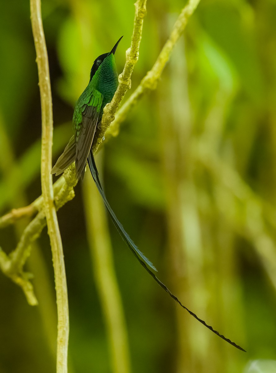 Black-billed Streamertail - ML632632647
