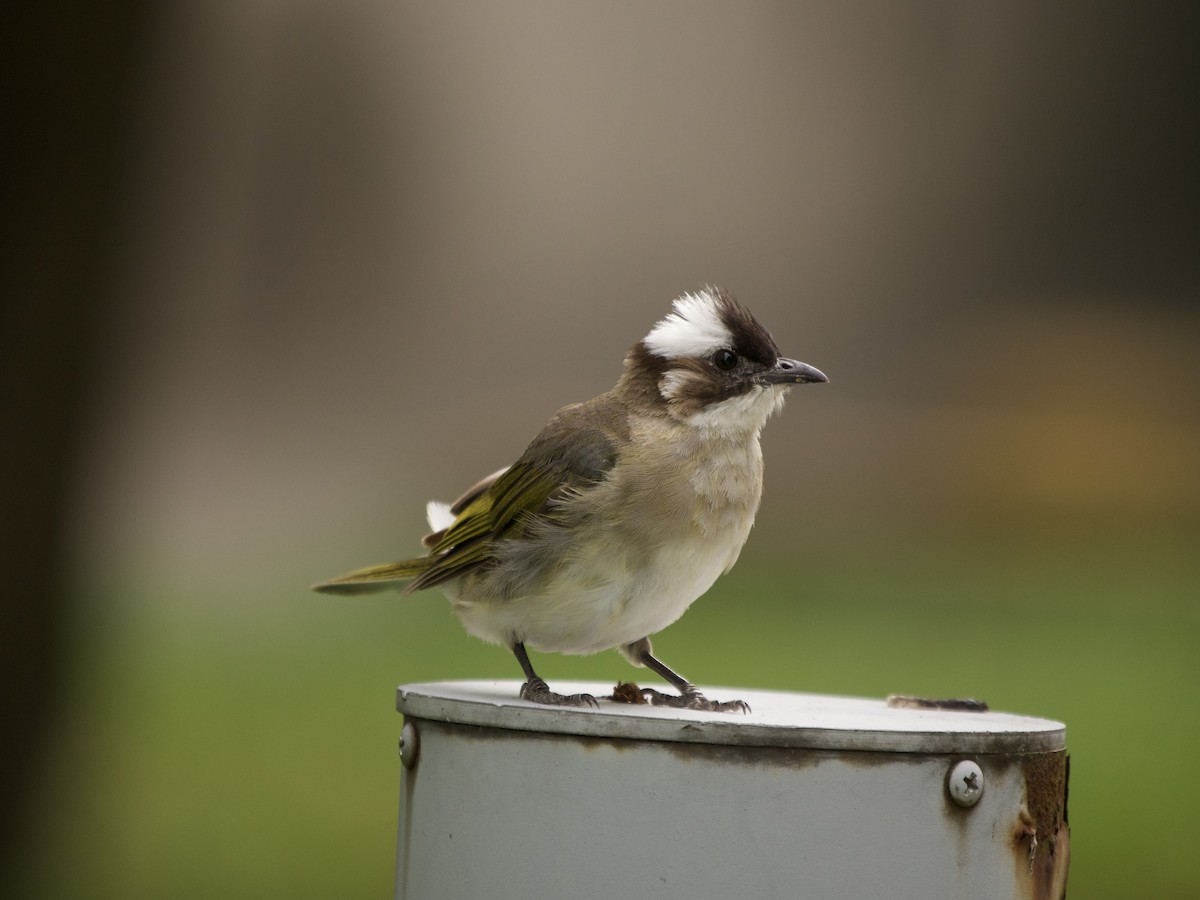 シロガシラ - ML632632666