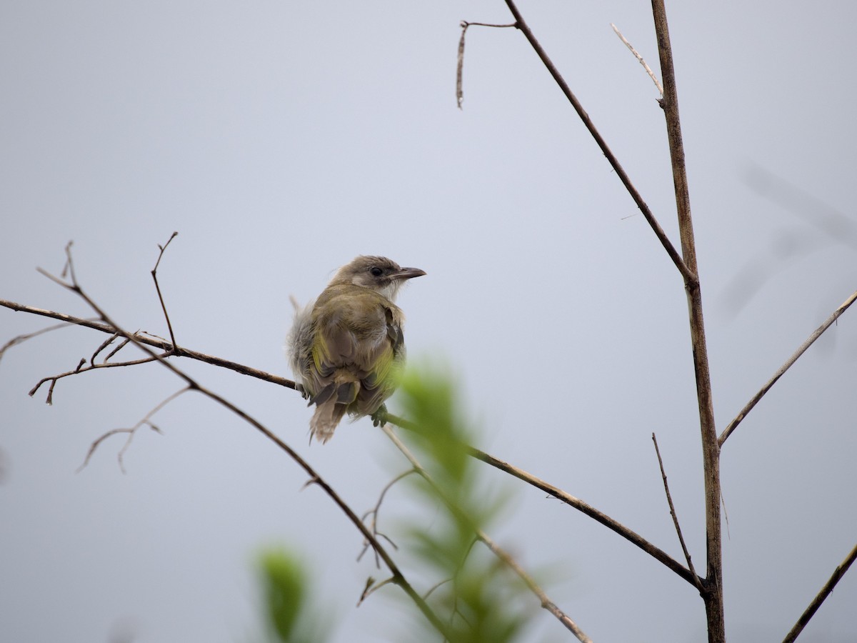 シロガシラ - ML632632668