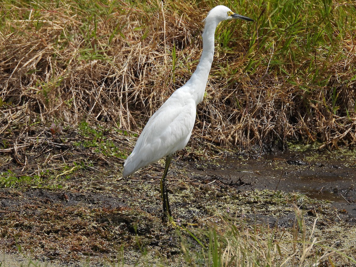 Snowy Egret - ML632632669