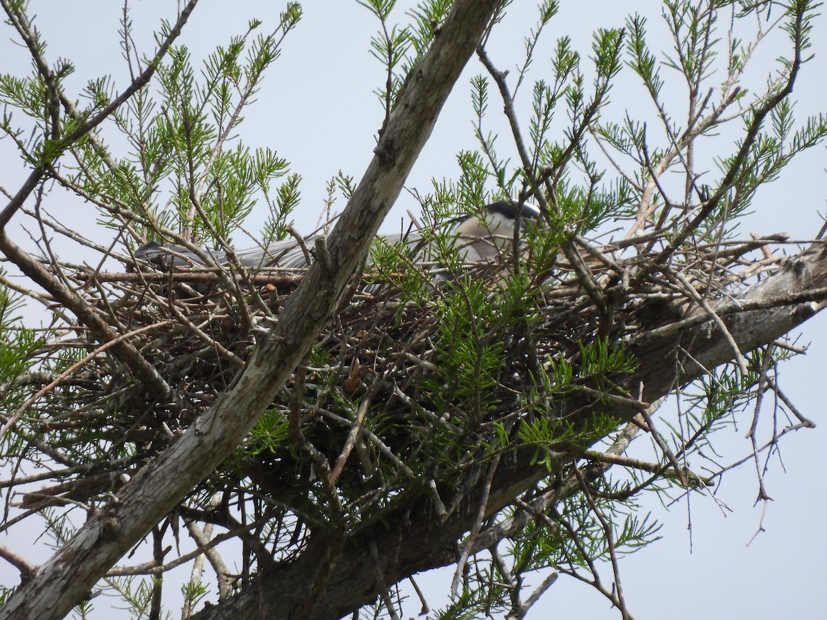 Great Blue Heron - ML632632678