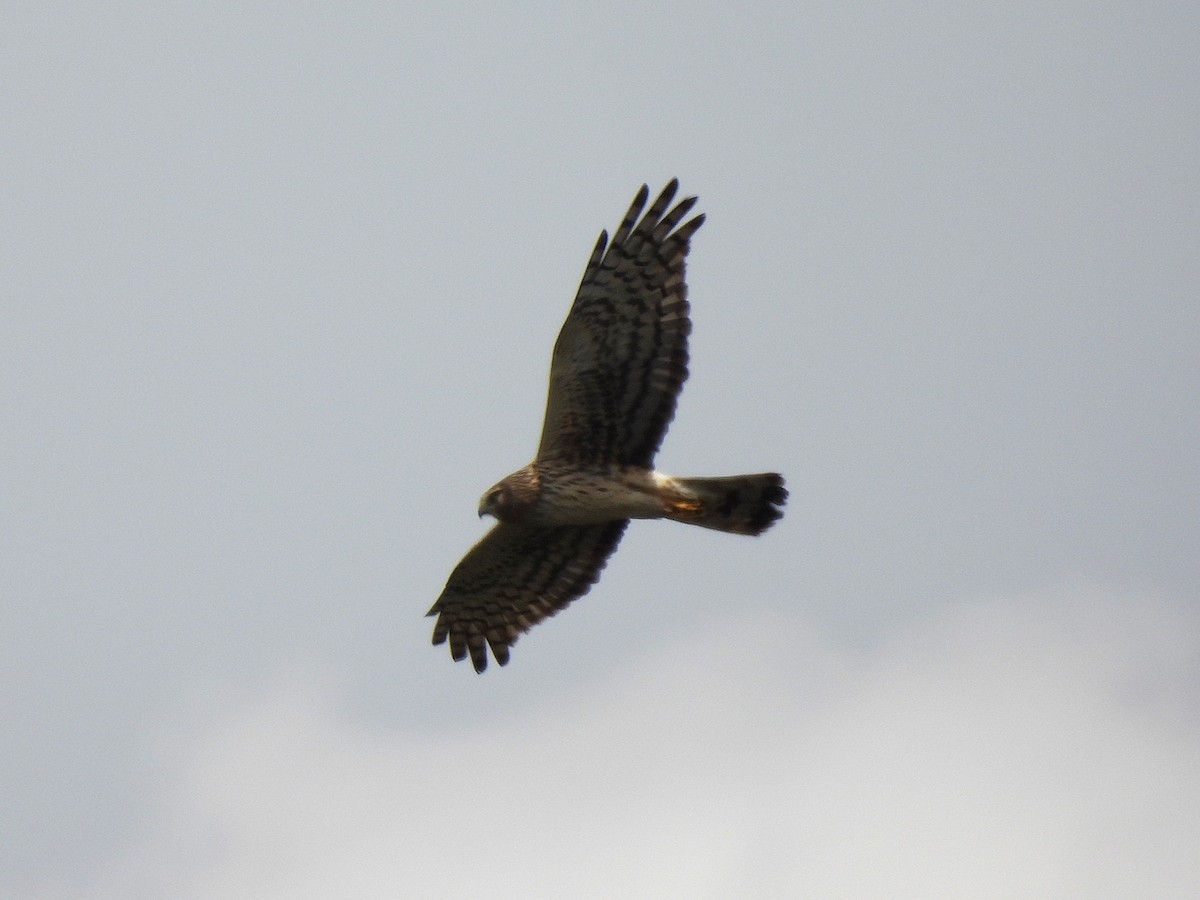 Northern Harrier - ML632632689