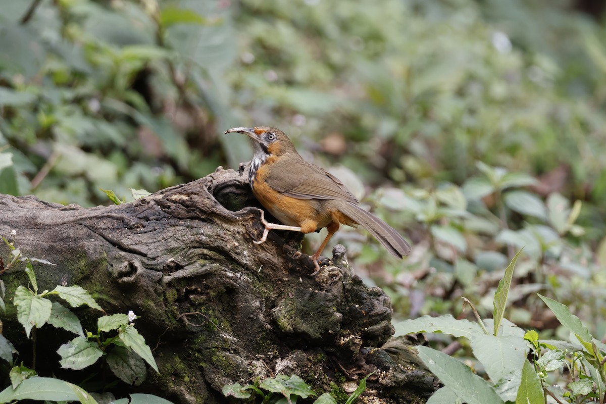 Black-streaked Scimitar-Babbler - ML632632879