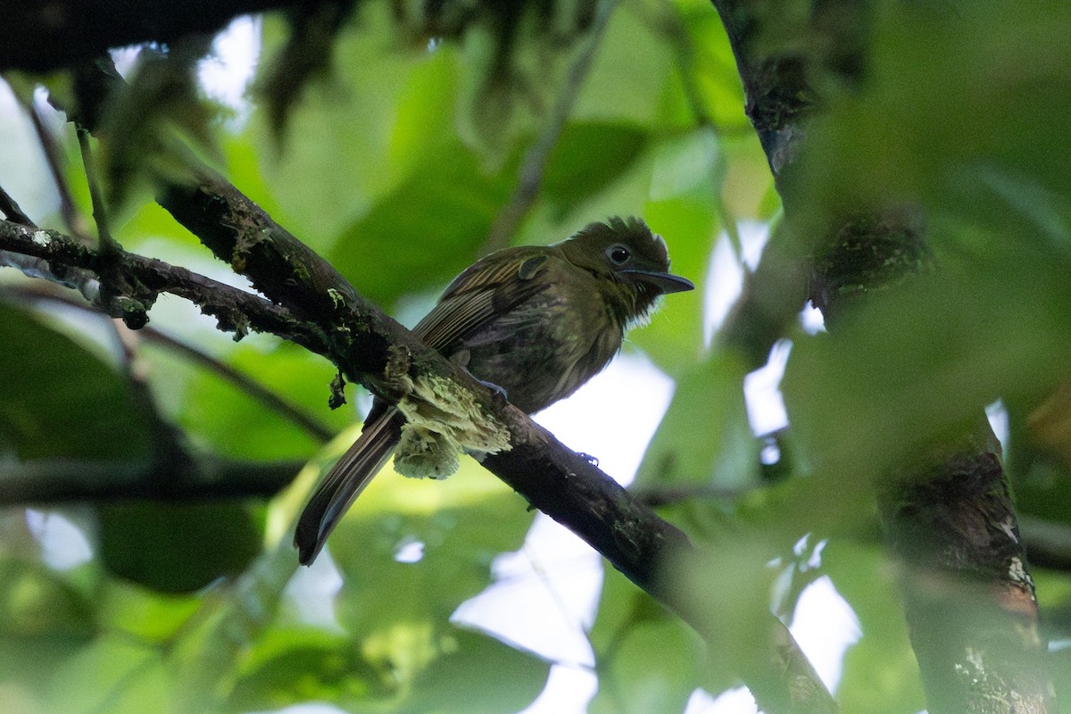 Pacific Flatbill - ML632632892