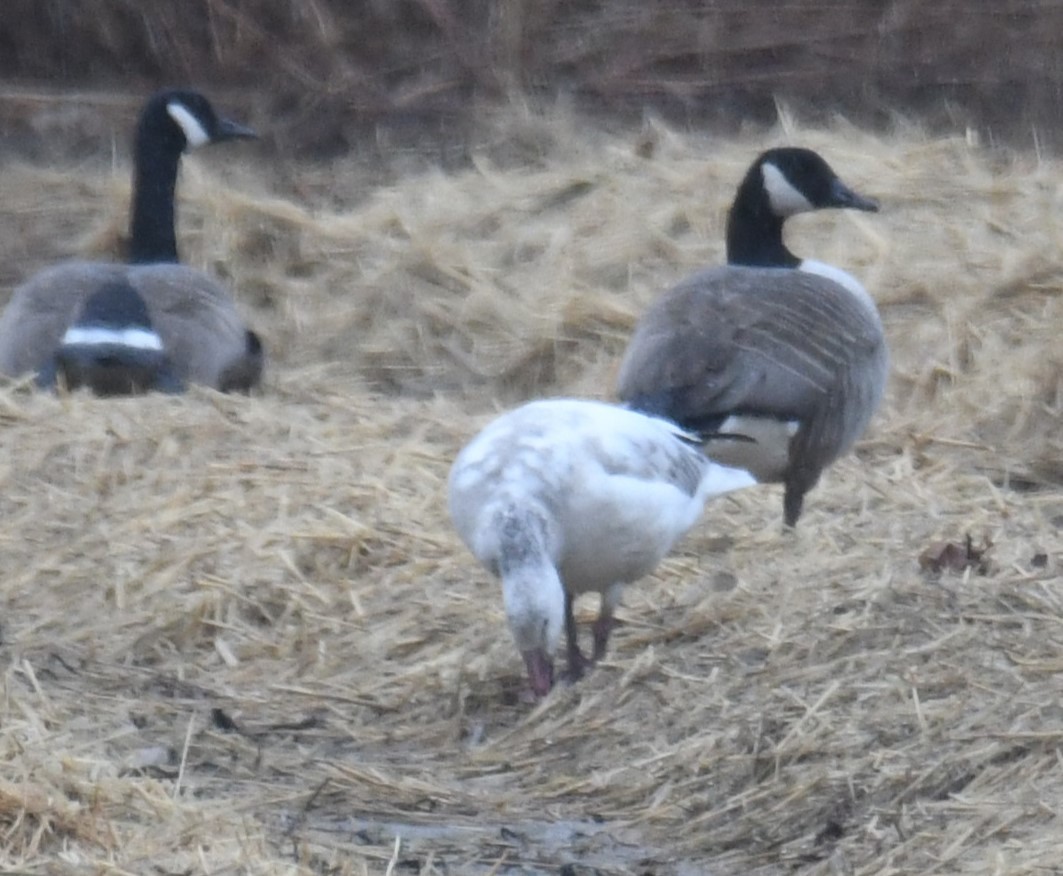 Snow Goose - ML632632909