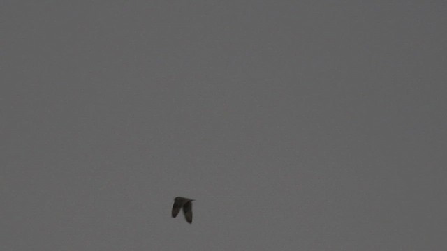 Short-eared Owl (Northern) - ML632632921
