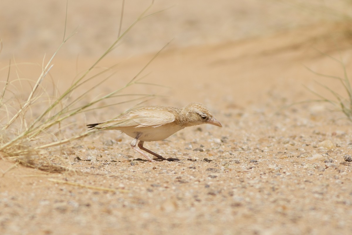 Dunn's Lark - ML632632955