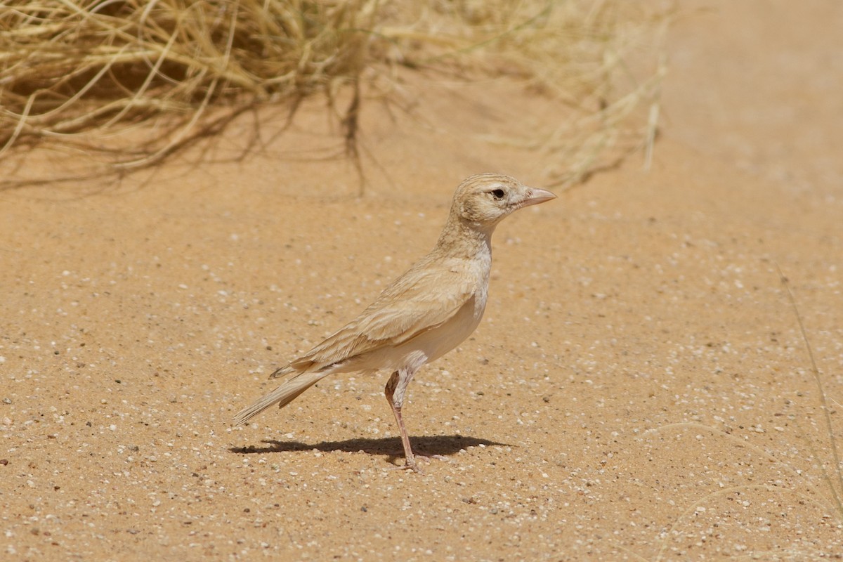 Dunn's Lark - ML632632956