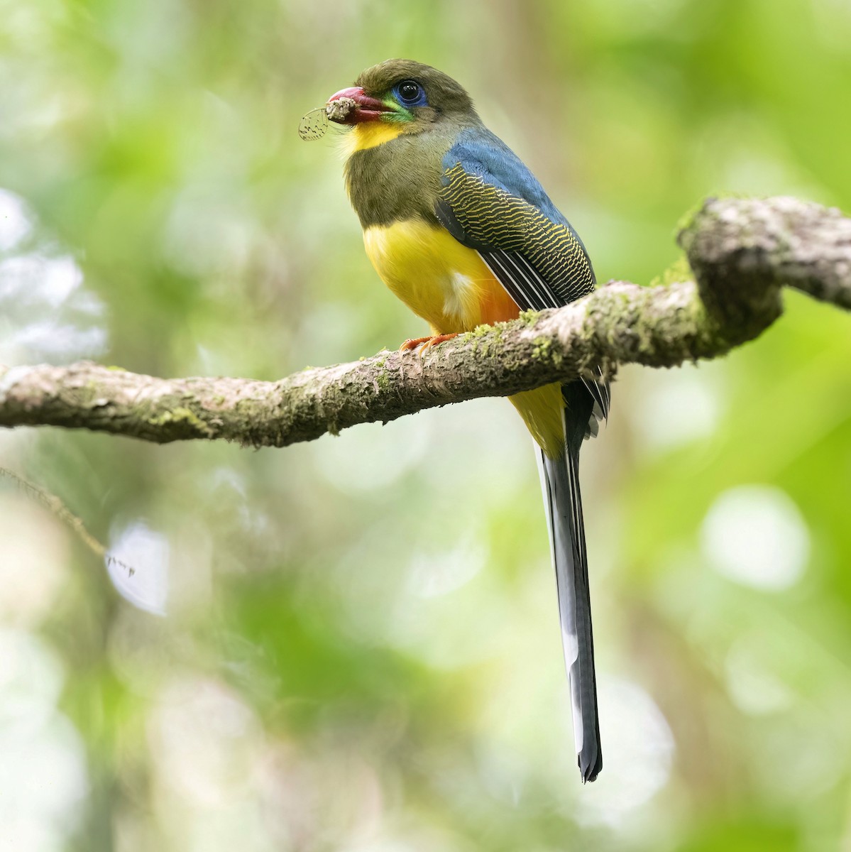 Javan Trogon - ML632632974