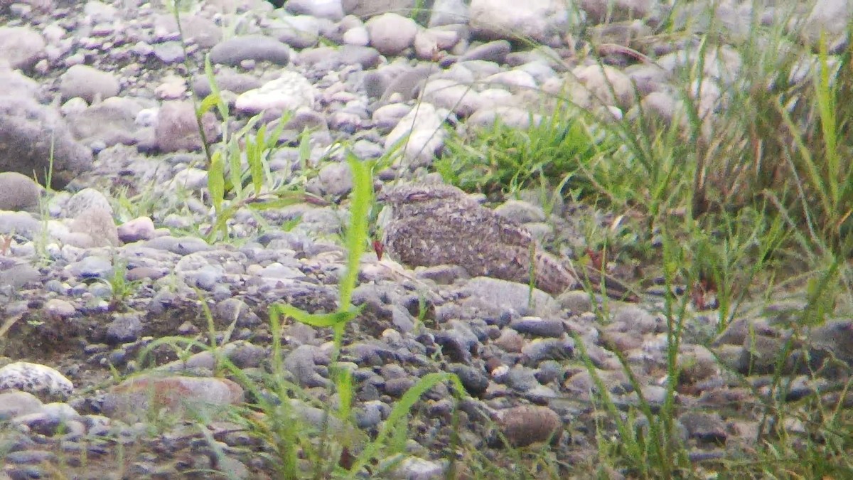 Chirruping Nightjar - ML632633091