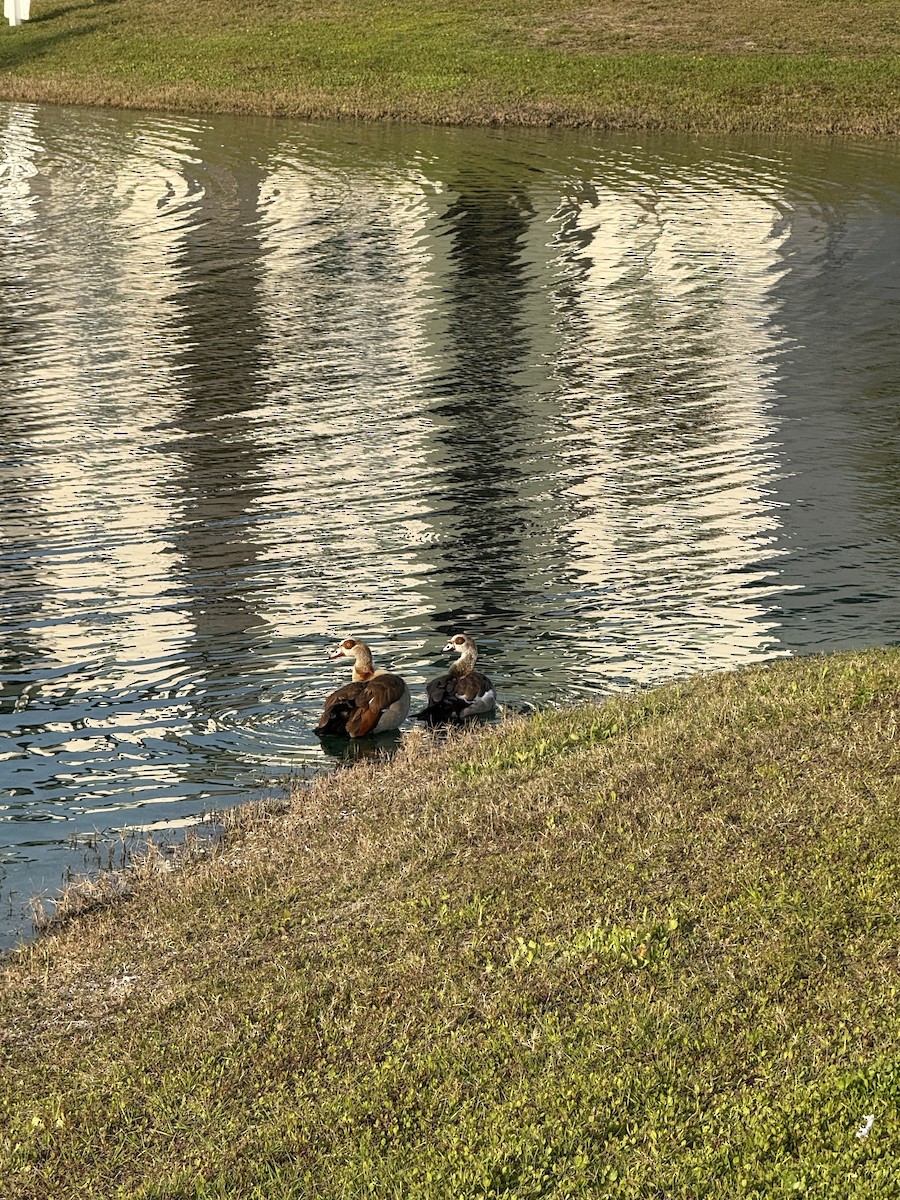 Egyptian Goose - ML632633181