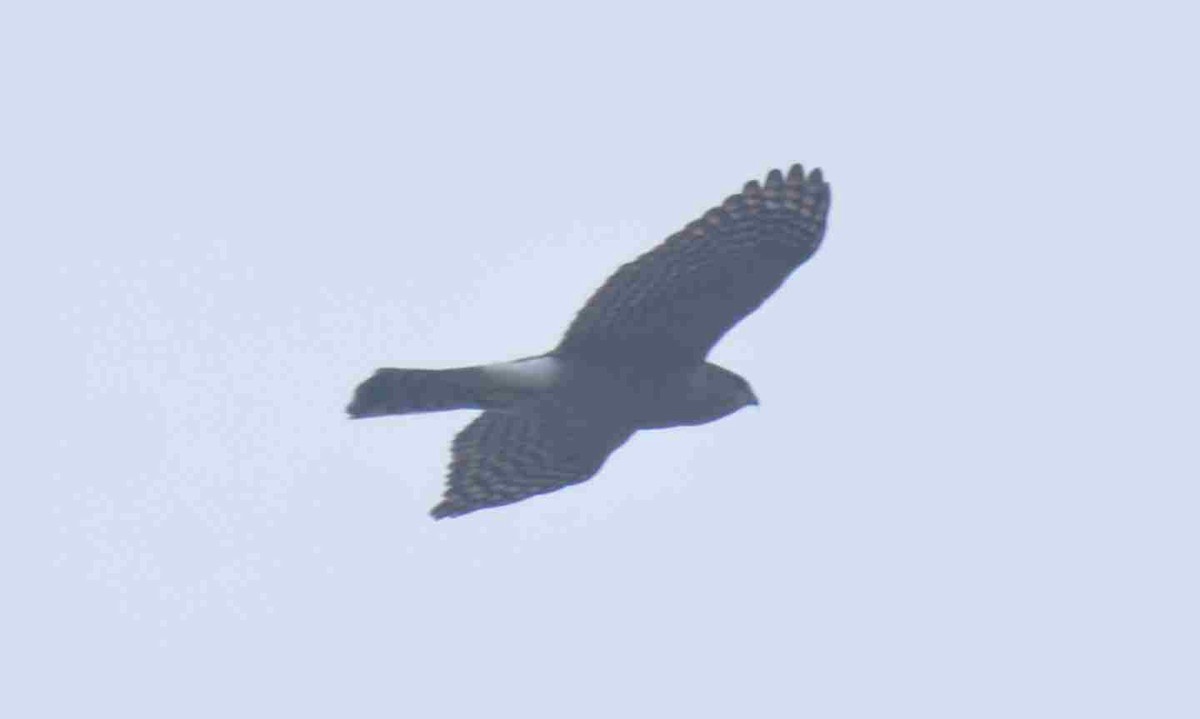 Морин харцага - ML632633192