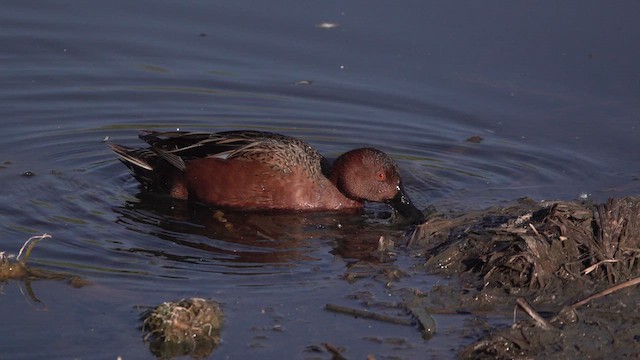 Cinnamon Teal - ML632633267