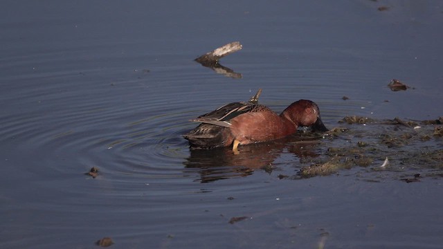 Cinnamon Teal - ML632633302
