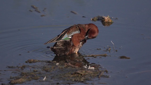 Cinnamon Teal - ML632633326