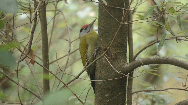 Gray-headed Woodpecker - ML632633338