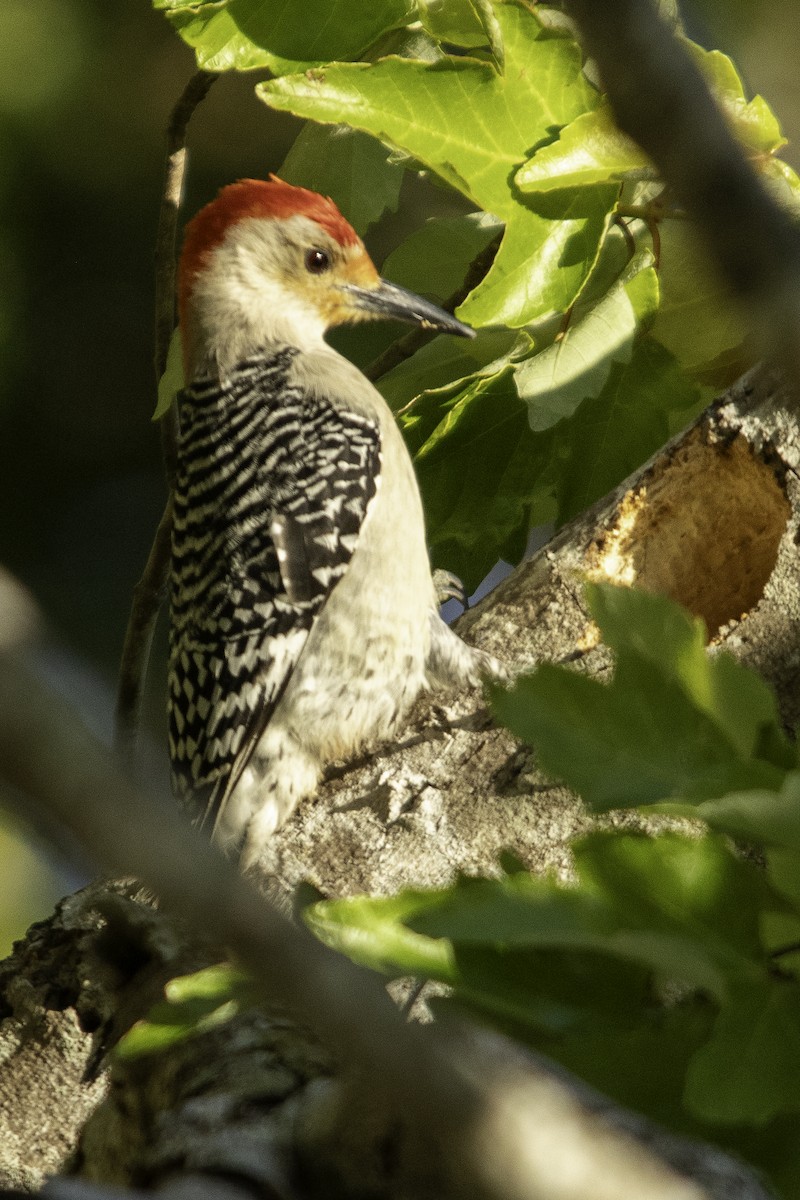 Red-bellied Woodpecker - ML632633354
